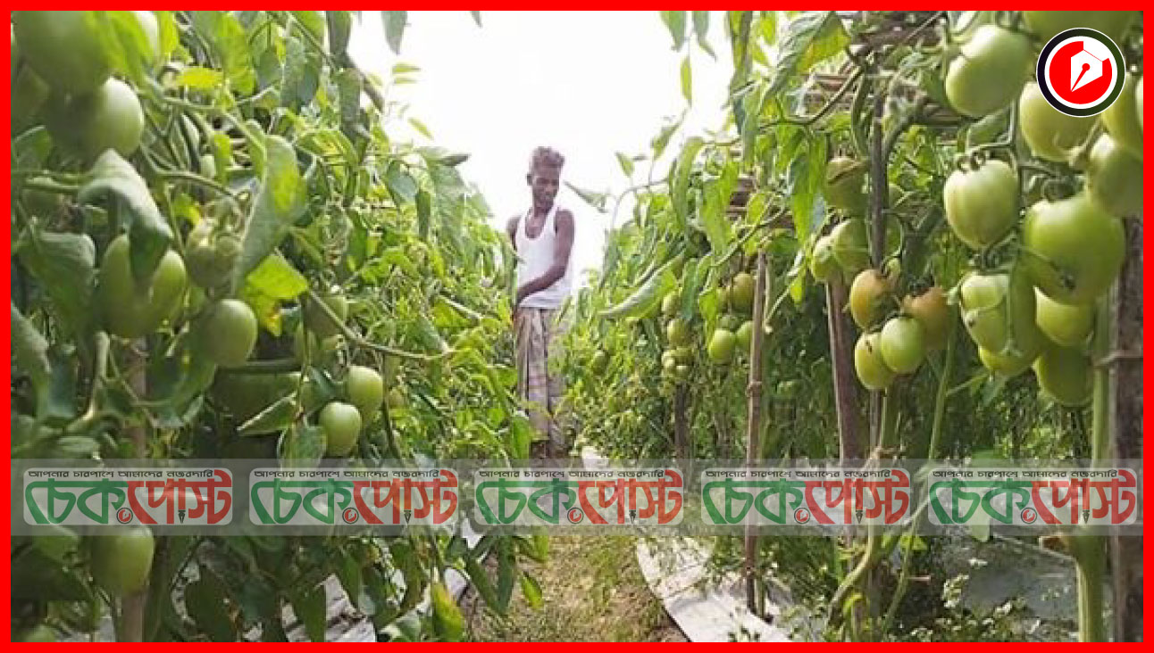জনপ্রিয় হয়ে উঠছে মালচিং প্রযুক্তি