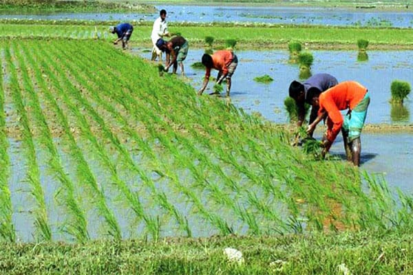 হবিগঞ্জে রোপা আমনের লক্ষ্যমাত্রা ১০৩০০ হেক্টর, কৃষি কর্মকর্তার আশাবাদ