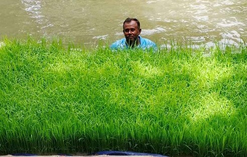 খুলনার কৃষক রোকেয়া পারভীনের ভাসমান বীজতলা, জলবায়ু চ্যালেঞ্জে সফল উদ্ভাবন