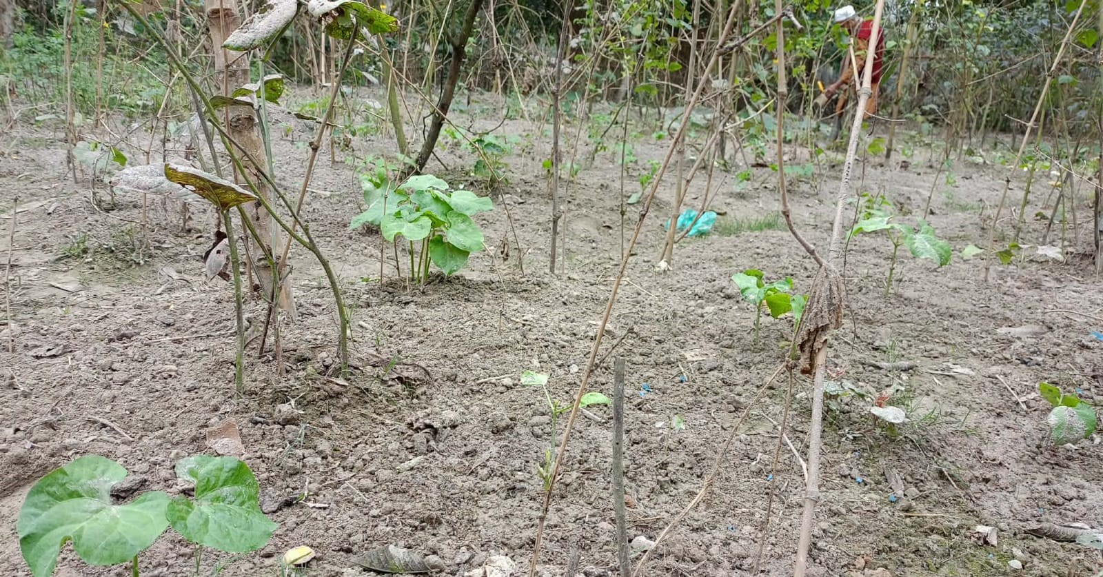 উচ্চপ্রোটিন ফসল ফরাস আবাদে লাখাইয়ের কৃষকেরা আশাবাদী