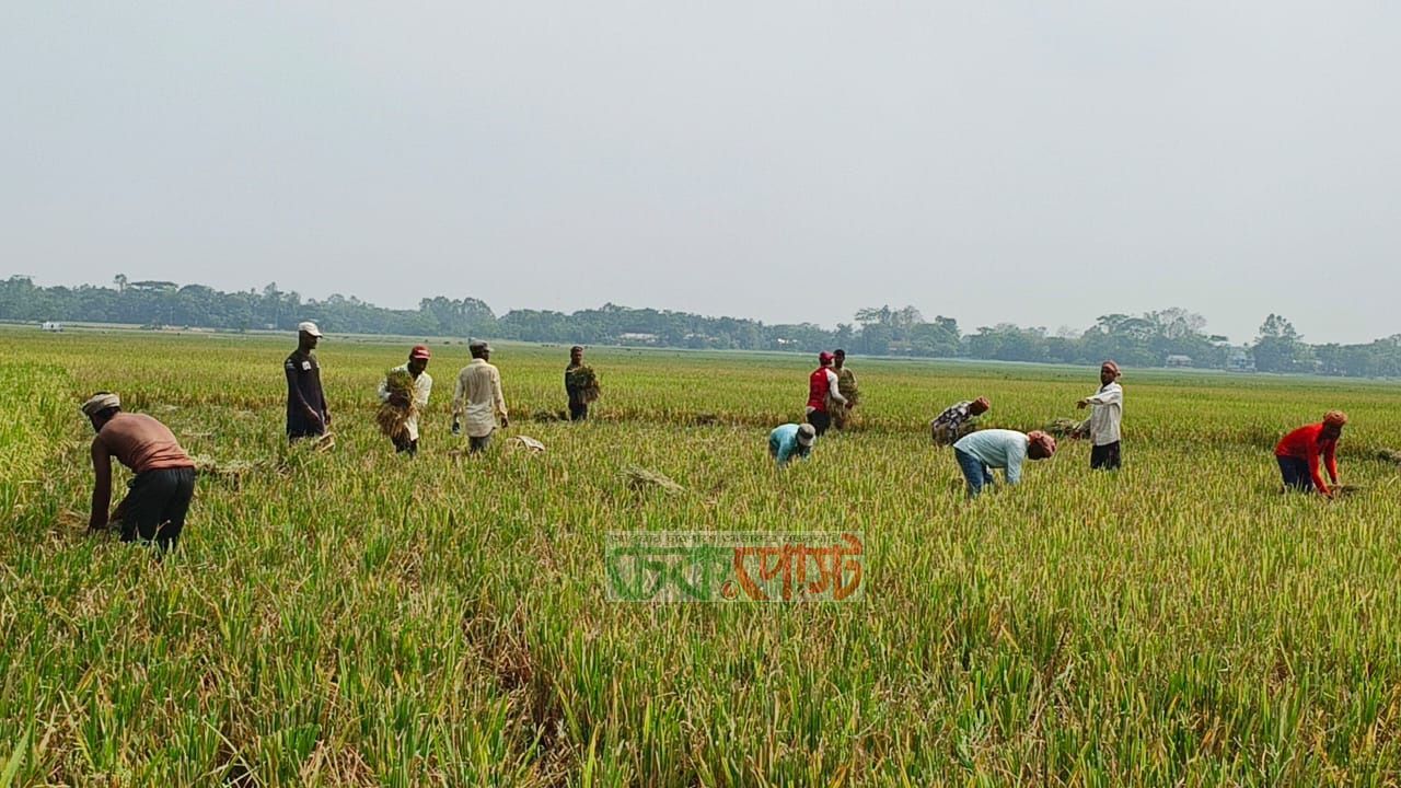 সুনামগঞ্জে বন্যার শঙ্কা ২৮ এপ্রিলের আগেই ধান কাটার আহ্বান