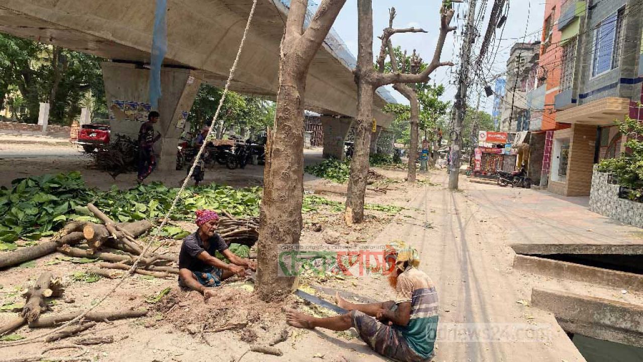ফ্লাইওভার প্রকল্পে রাজশাহীতে গাছ নিধন, পরিবেশবিদদের ক্ষোভ