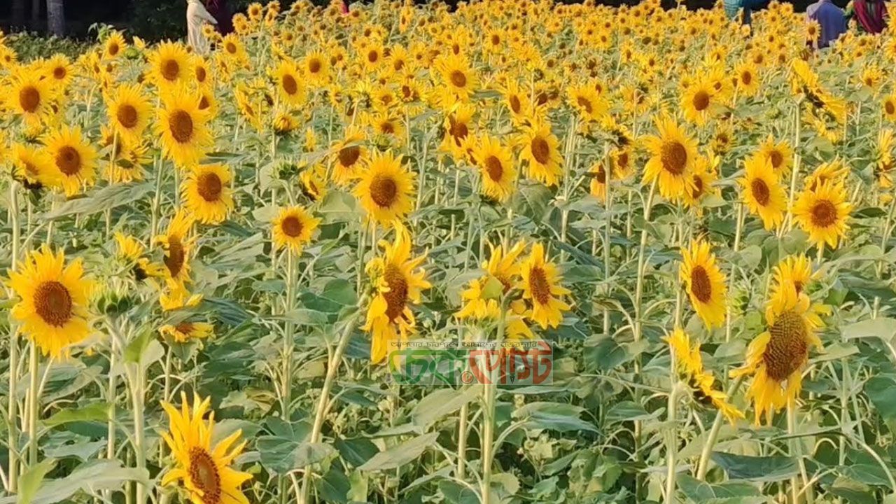 পিরোজপুরে সূর্যমুখী বিপ্লব, কৃষিতে নতুন দিগন্ত উন্মোচন