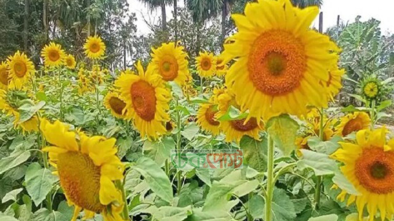 সূর্যমুখী চাষে স্বাবলম্বী হচ্ছেন শার্শার কৃষকরা