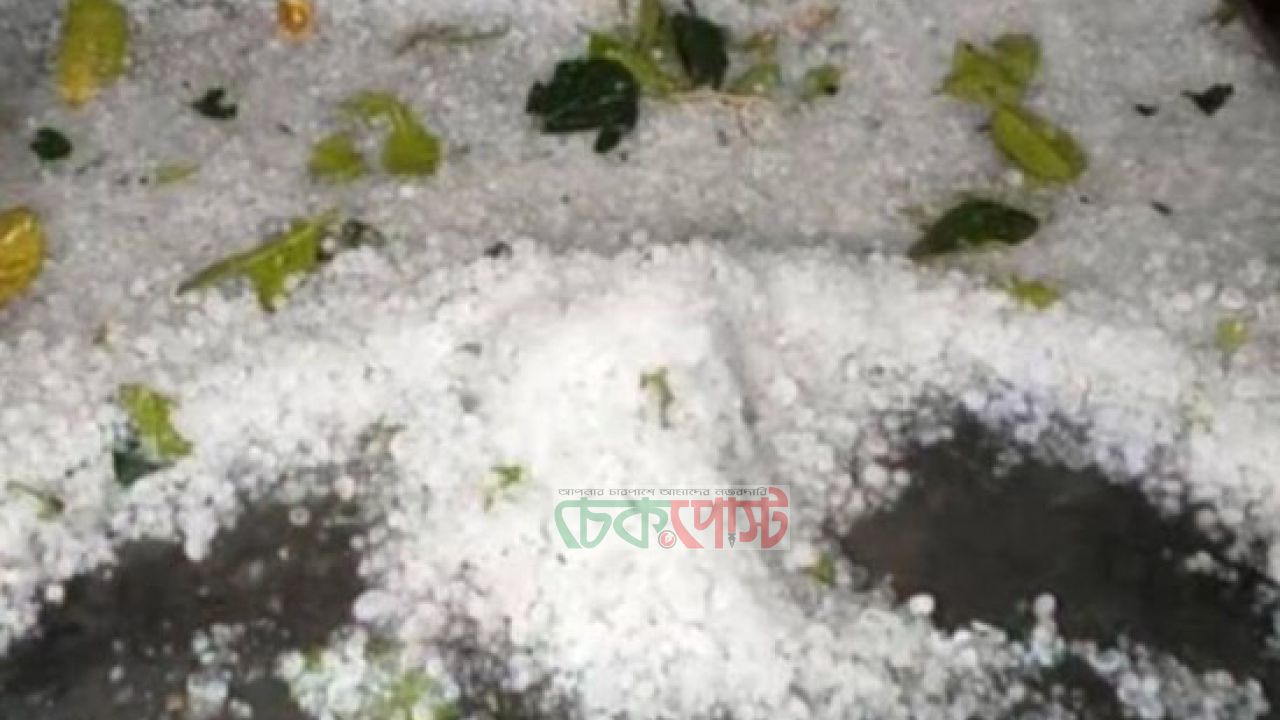 কিশোরগঞ্জে শিলাবৃষ্টিতে বোরো ধানের ব্যাপক ক্ষতি