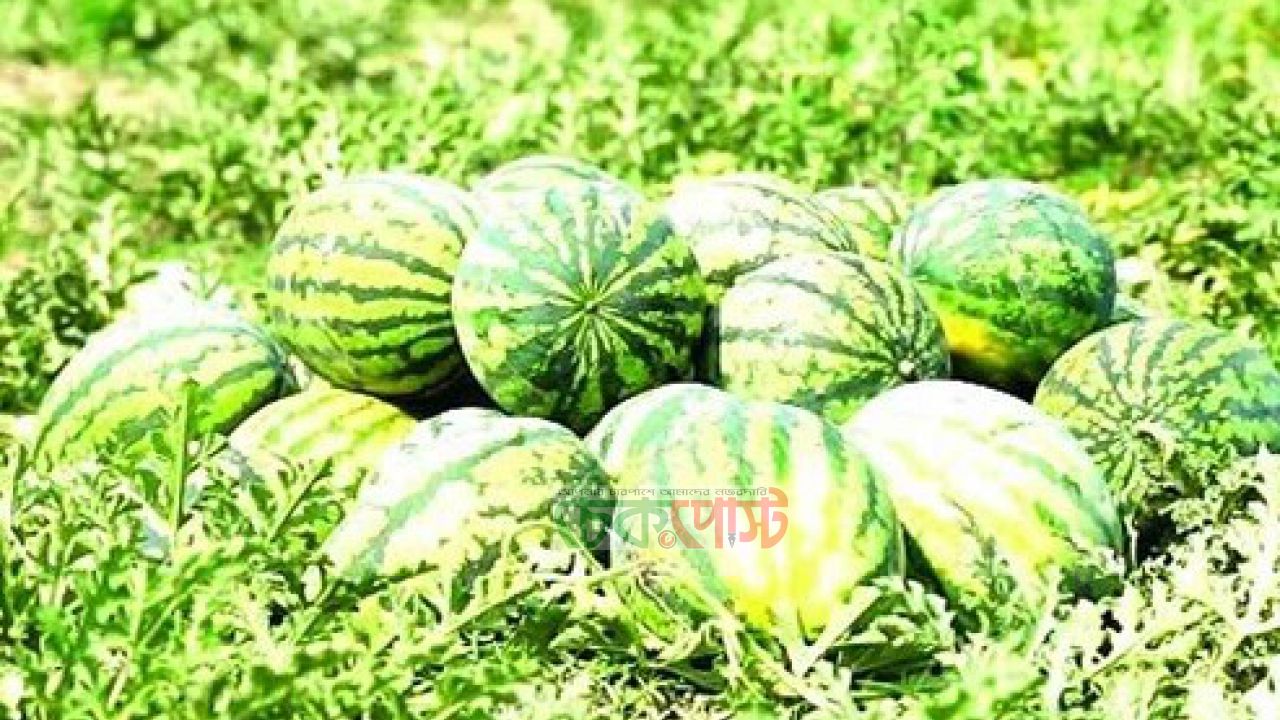 খুলনাঞ্চলে তরমুজে ৭২৩ কোটি টাকার বাণিজ্য সম্ভাবনা