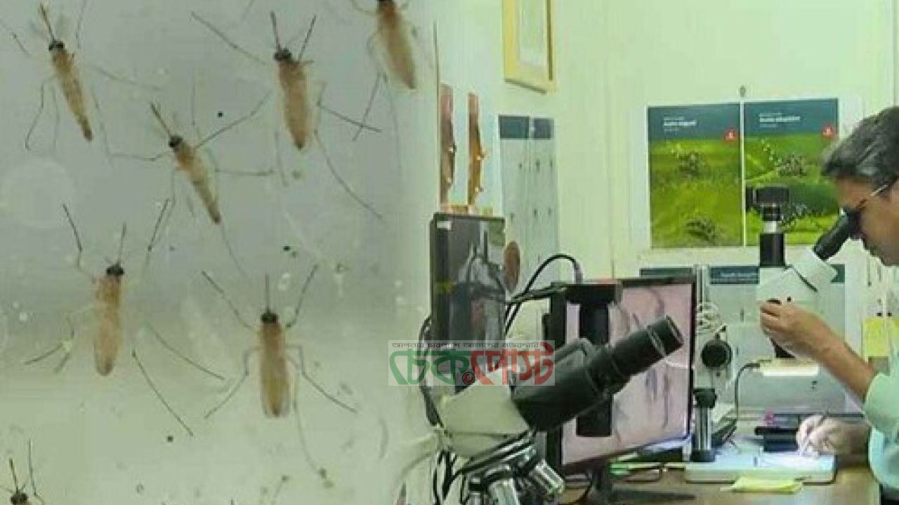 ঢাকায় ম্যালেরিয়ার ঝুঁকি বাড়ছে, মিলেছে অ্যানোফিলিস মশা