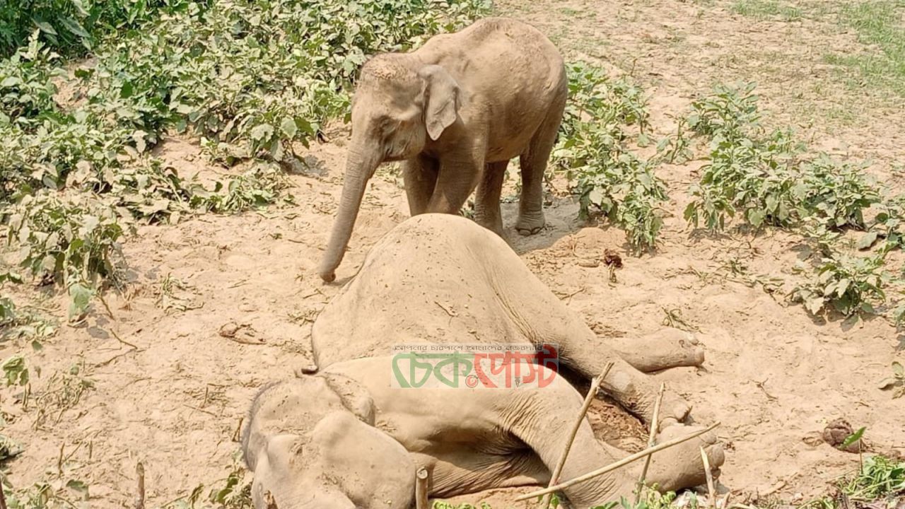 লংগদুতে বন্য হাতির মৃত্যু! স্ত্রী হাতির কান্নায় কাঁদল পাহাড়
