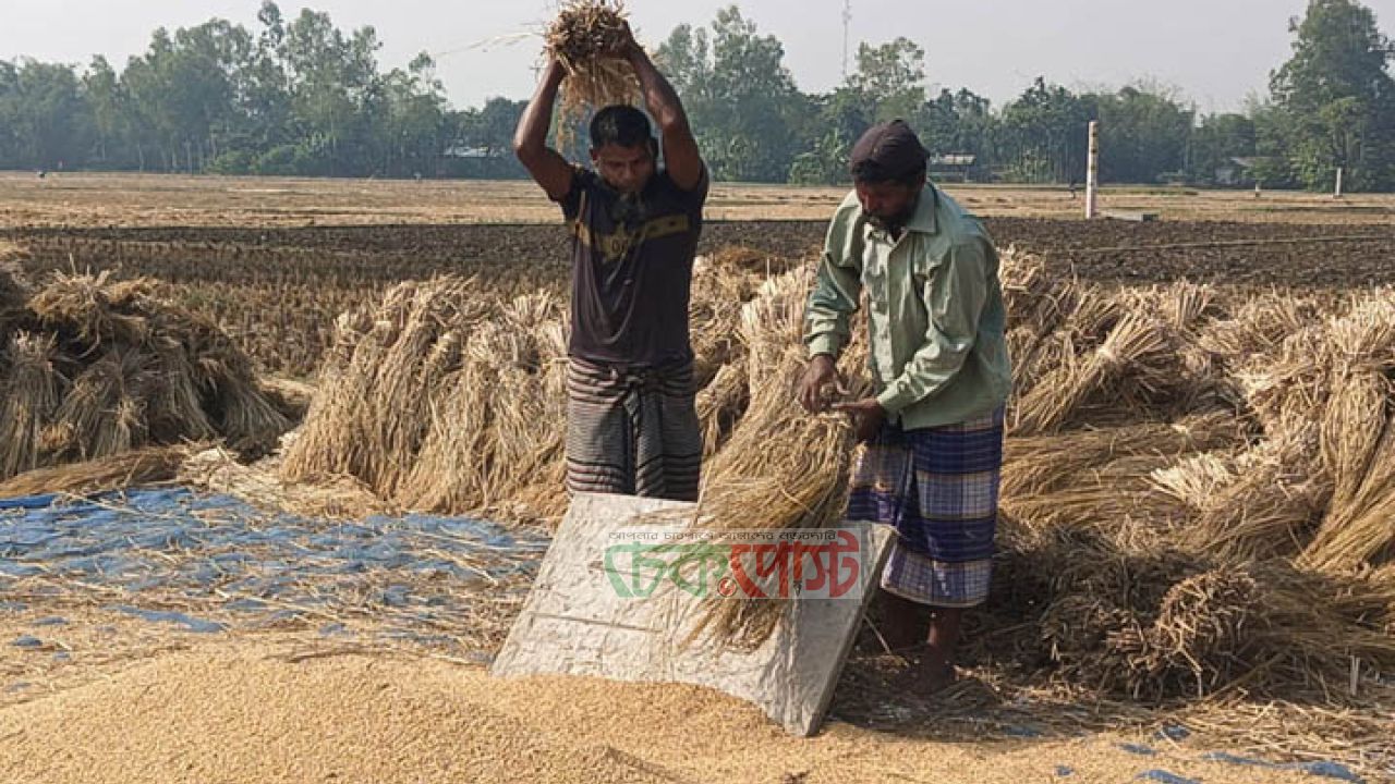 ধানের দাম কম, খরচ বেশি কৃষক সংকটে: এনসিপি