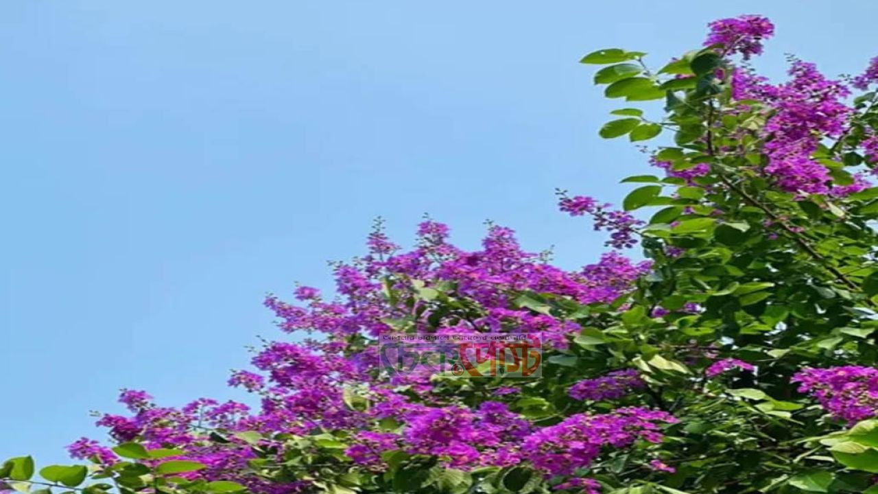 বসন্ত বিদায়ের পরও রাবিতে ফুলের মনোমুগ্ধকর সৌন্দর্য