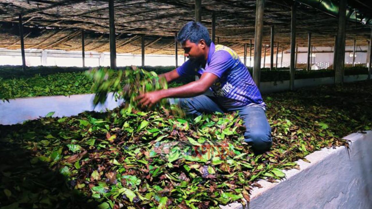 ৫ দিন বিদ্যুৎ নেই, চুনারুঘাটে চা শিল্পে কোটি টাকার ক্ষতি
