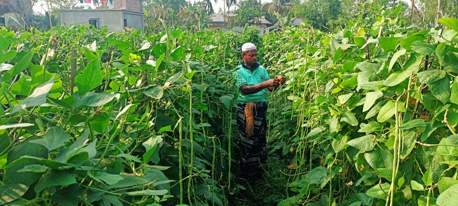 বরবটি চাষে লাখাইয়ের কৃষক আব্দুর রহমানের বাজিমাত