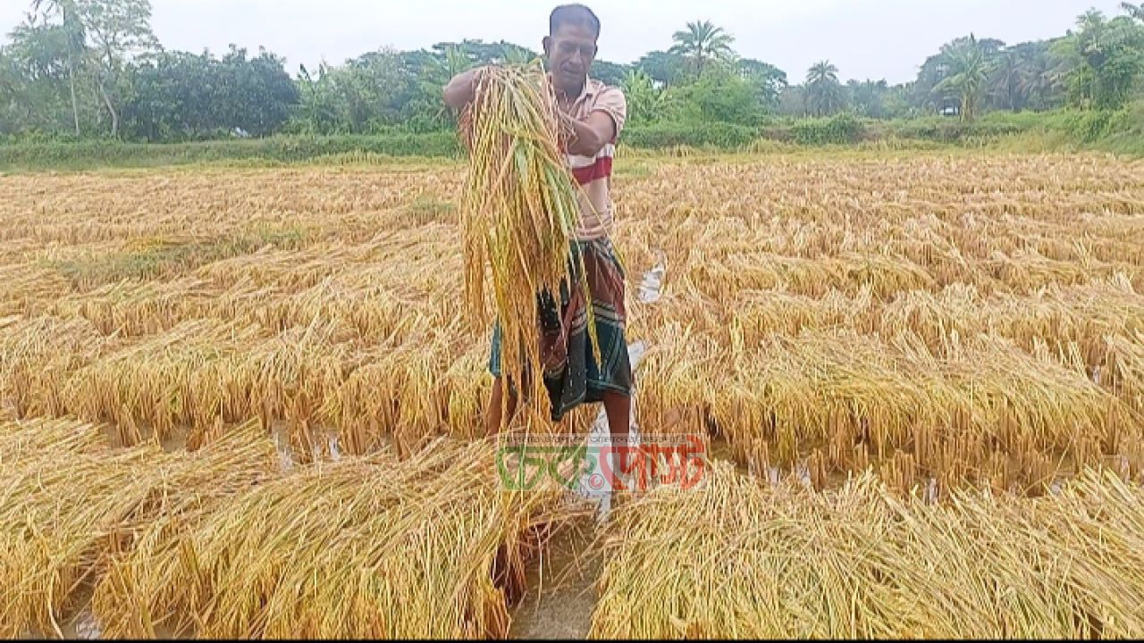 বাগেরহাটে হাজার হেক্টর ধান তলিয়ে গেছে দিশেহারা কৃষক