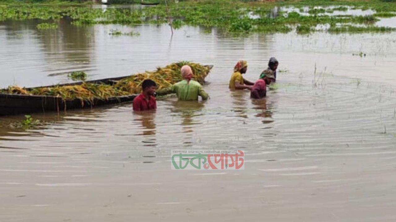 হবিগঞ্জে পানিতে তলিয়ে ১১ হাজার হেক্টর ধান, কৃষকের কান্না