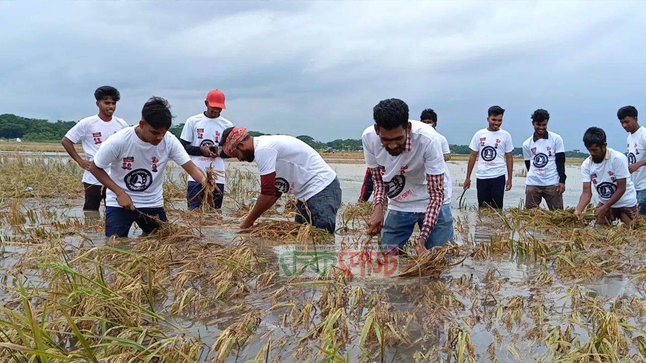 খালিয়াজুরীতে পানিতে নেমে ধান কাটলেন ছাত্রলীগ নেতাকর্মীরা