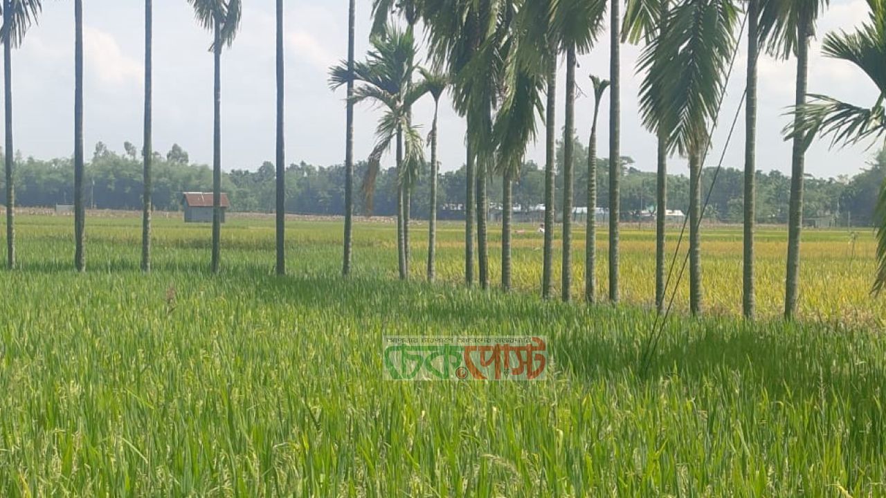 ভুরুঙ্গামারীতে টানা বৃষ্টির পর সূর্যের দেখা, স্বস্তিতে কৃষকরা