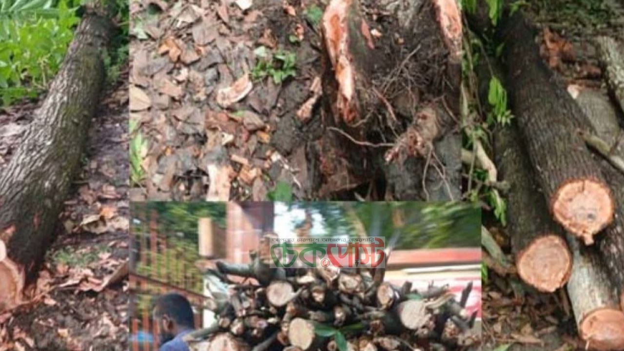 অনুমতি ছাড়াই গাছ কাটা নিয়ে খুলনায় তোলপাড়
