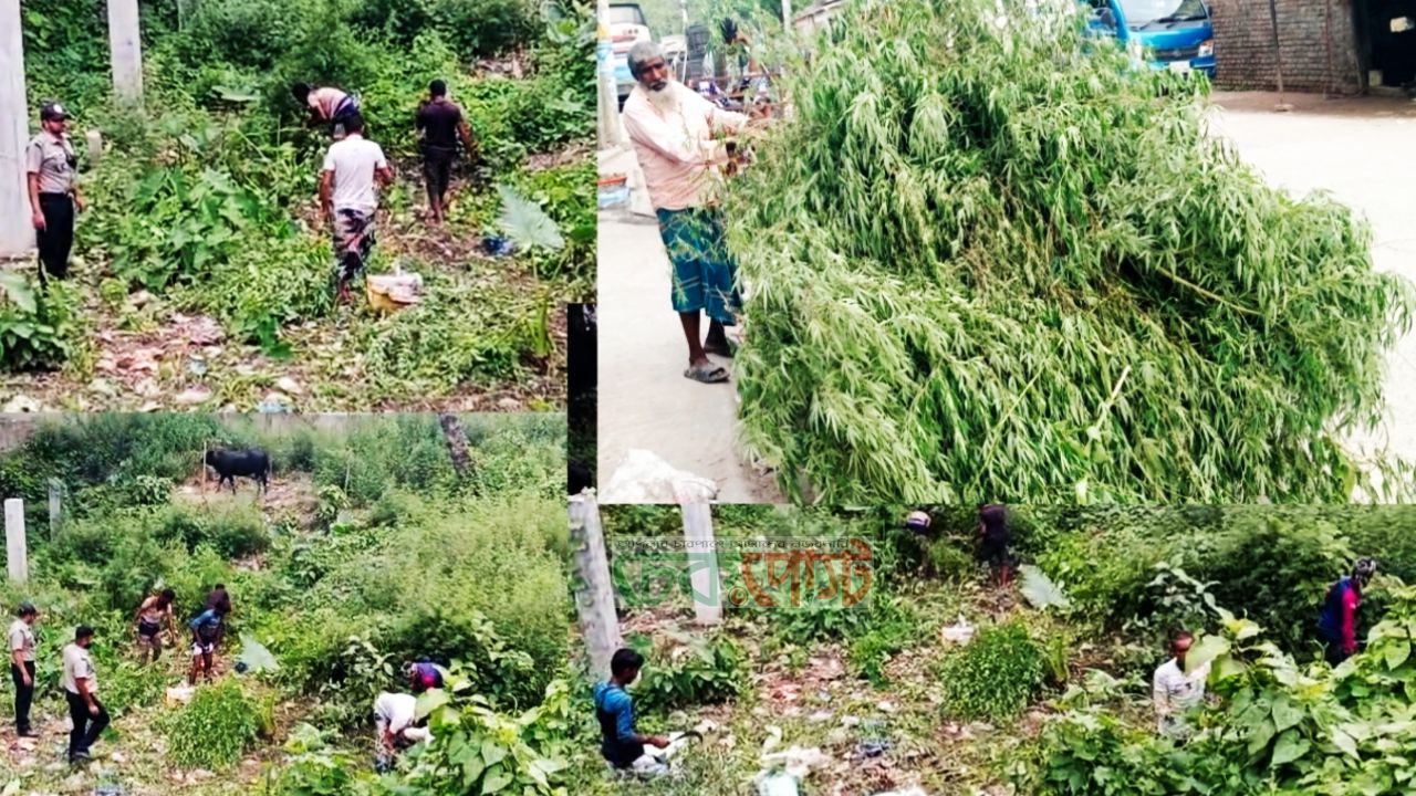 চাঁপাইনবাবগঞ্জে ৫,২৬০ ভাং গাছ উদ্ধার, ডিএনসির বড় অভিযান