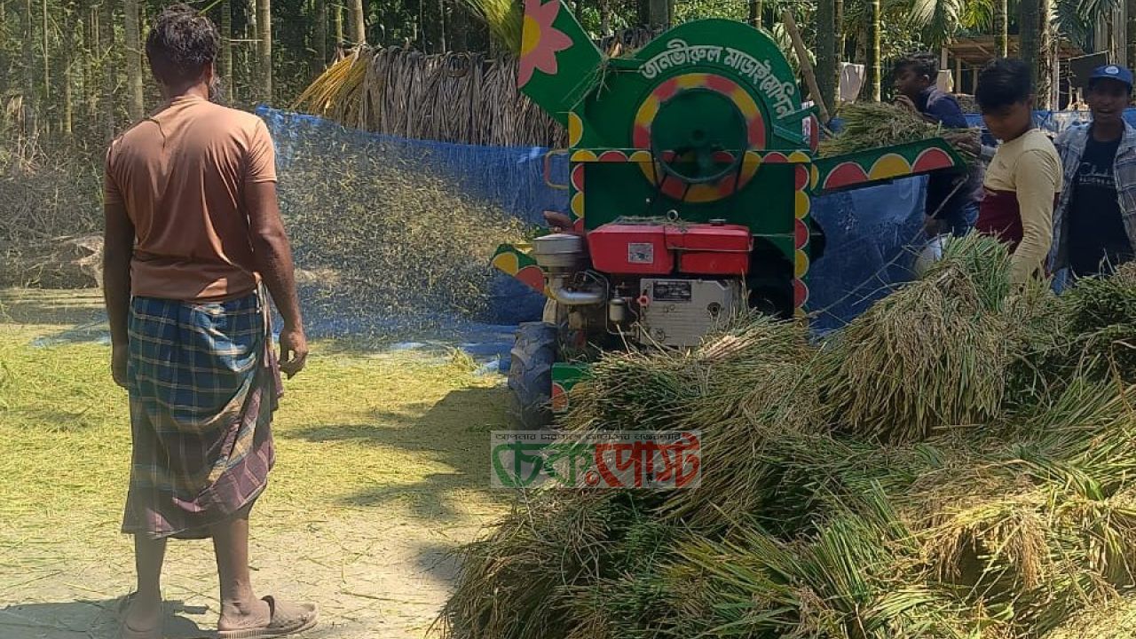 ভুরুঙ্গামারীতে বাম্পার ধান ফলন, খুশিতে ভাসছে কৃষকরা