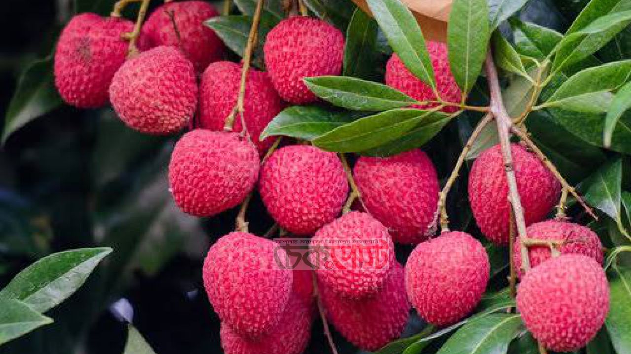 রাজশাহীতে লিচুর দাম আকাশছোঁয়া, ১০০ লিচু ৬০০ টাকা!