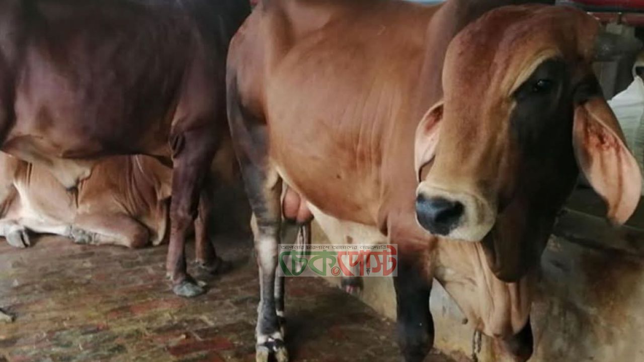 খুলনা বিভাগে এবার পশুর সংকট নেই, দাম নিয়ে মিশ্র আশা