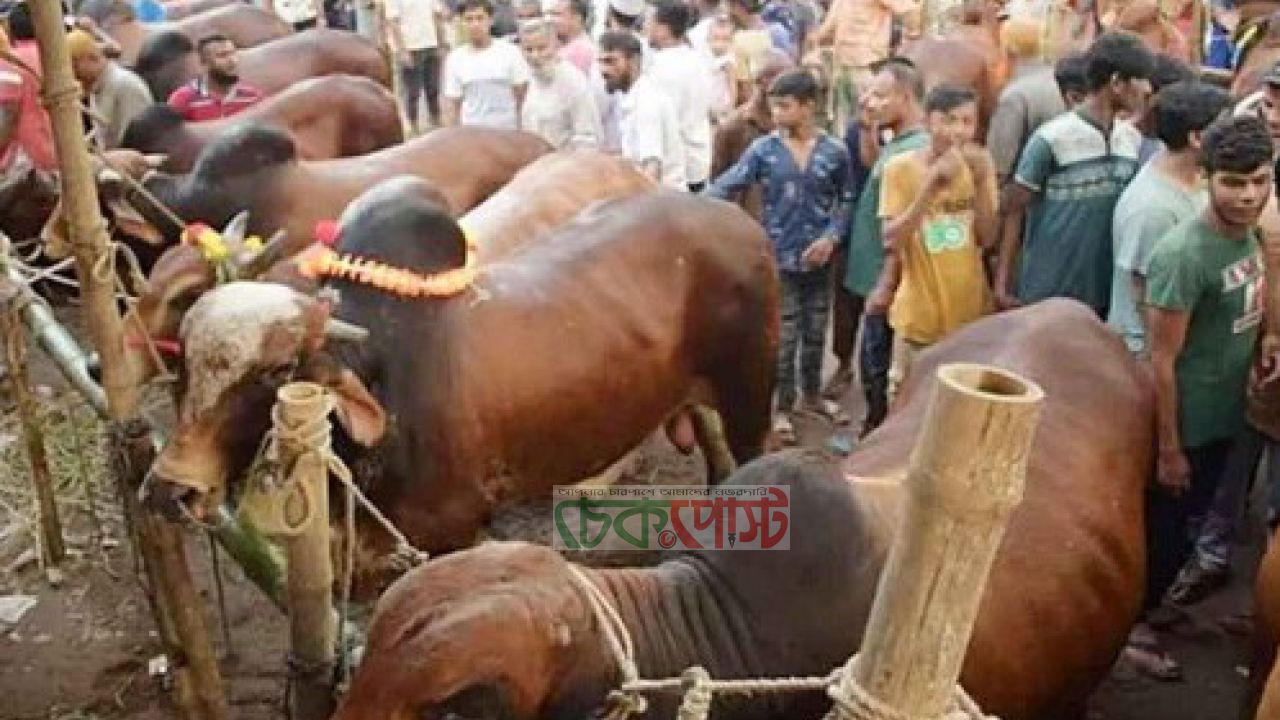 কুরবানির পশুর হাটে চাঁদাবাজি করলে কঠোর ব্যবস্থা
