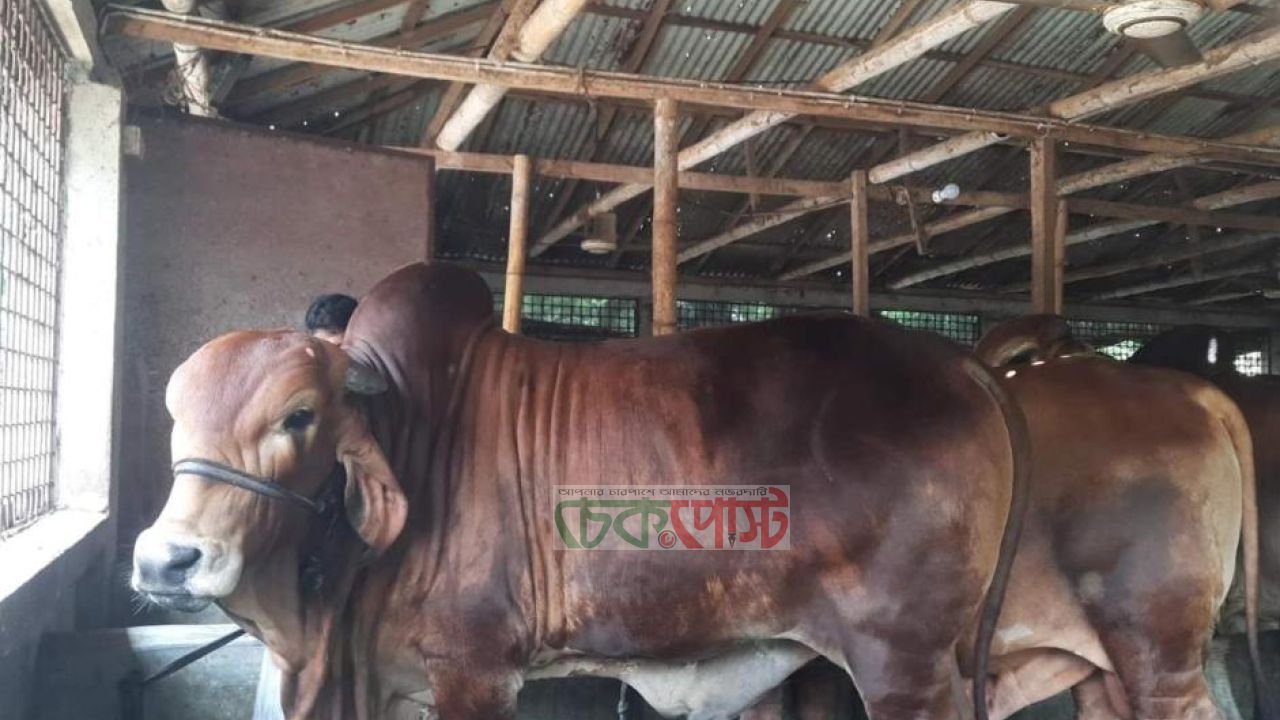 ঈদুল আজহা ঘিরে গোপালগঞ্জে প্রস্তুত ৪১ হাজার পশু