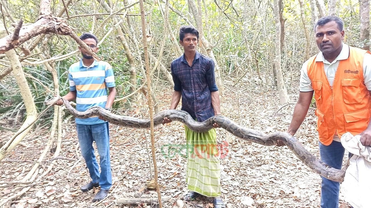 ধানক্ষেতে ১৩ ফুট অজগর উদ্ধার, সুন্দরবনে অবমুক্ত