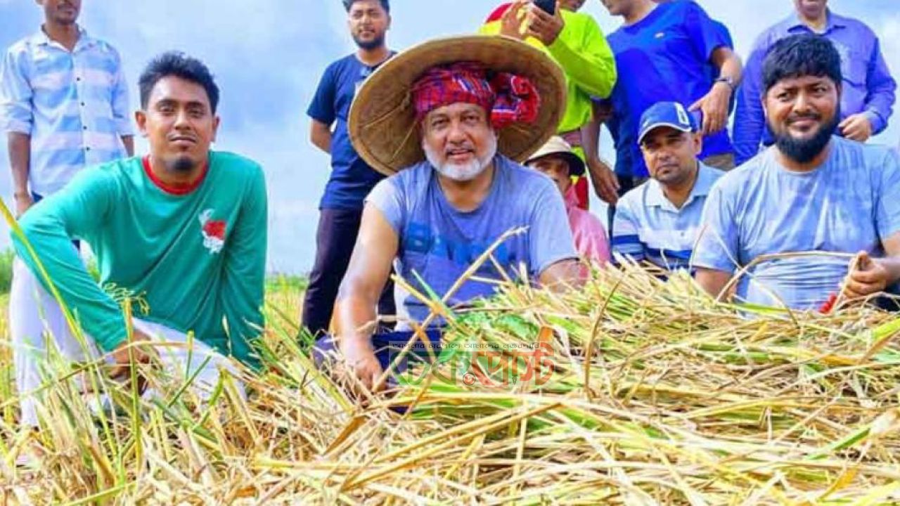কৃষকের পাশে এমপি এস এম জিলানী: মাঠে নেমে ধান কাটলেন