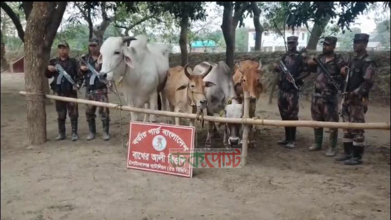 চাঁপাইনবাবগঞ্জ সীমান্তে ৫৩ বিজিবির বড় অভিযান, গরু ও মদ জব্দ