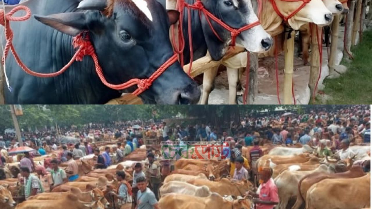 নাসিরনগরে জমে উঠেছে কোরবানির পশুর হাট, দেশি গরুর চাহিদা তুঙ্গে