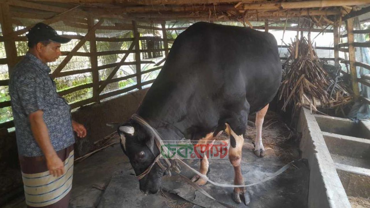 ঈদ হাটের বড় আকর্ষণ ‘কালো পাহাড়’: গোপালগঞ্জে বিশাল ৪২ মণের গরু