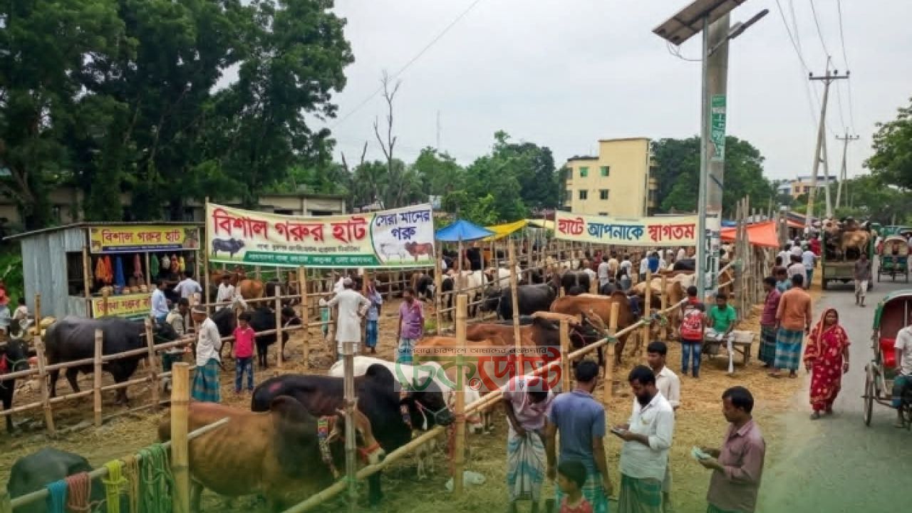 পাবনার সাঁথিয়া গরুর হাট কাল থেকে শুরু নিরাপত্তায় বিশেষ ব্যবস্থা