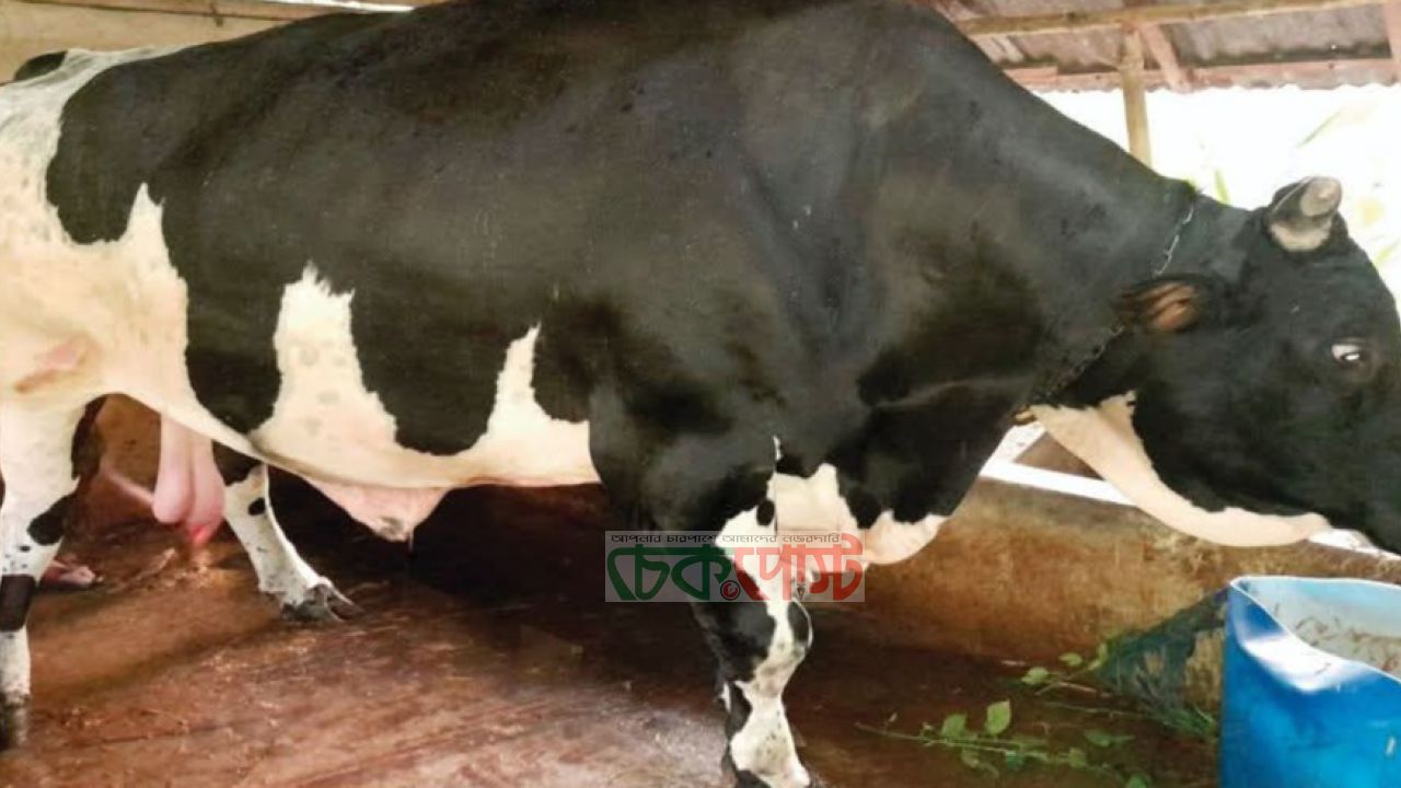 ডুমুরিয়ায় ‘রাজা মানিক’ দেখতে জনতার ঢল, ৪০ মন ওজনের ষাঁড় ঘিরে হইচই