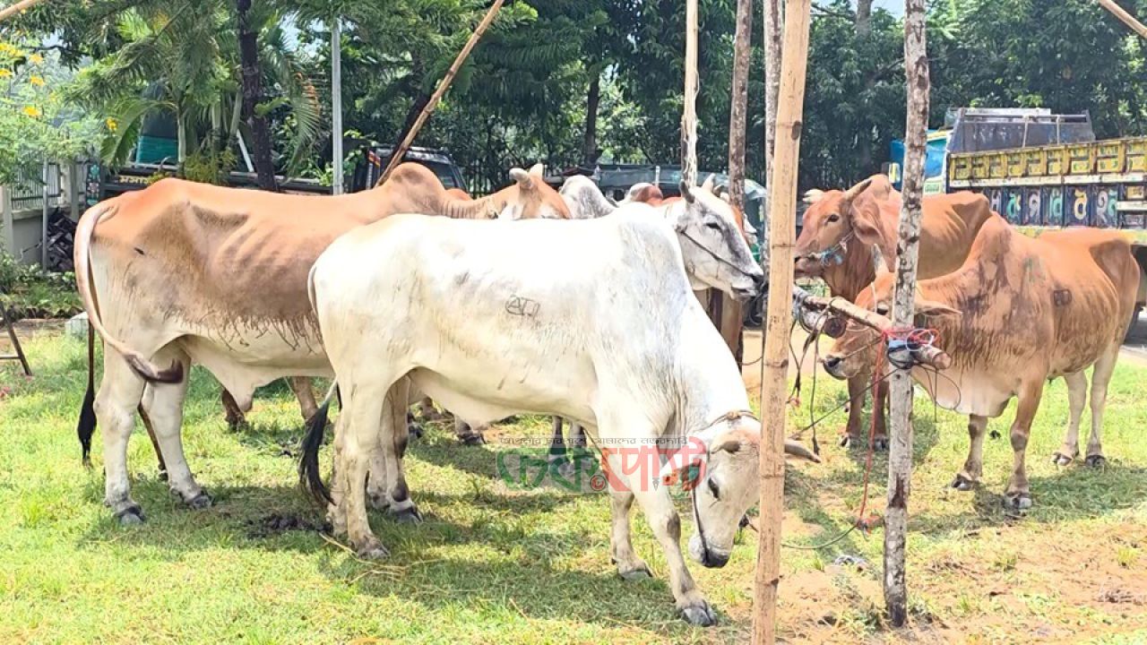 মিয়ানমার সীমান্ত দিয়ে গরু পাচারের চেষ্টা, ১০ গরুসহ চালক আটক