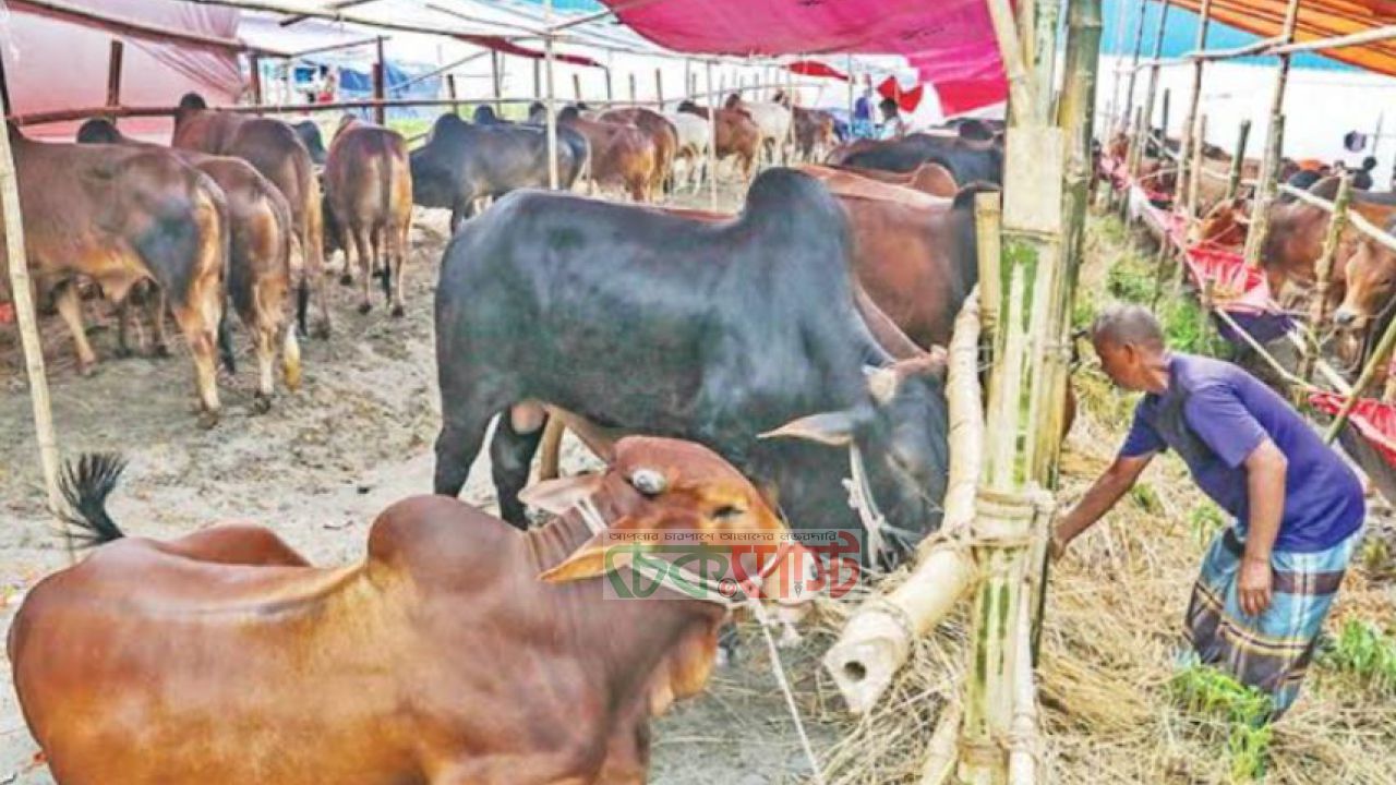 টুঙ্গিপাড়ার পাটগাতী হাটে পশু বেশি, কিন্তু ক্রেতা কম নেই ঈদের আমেজ