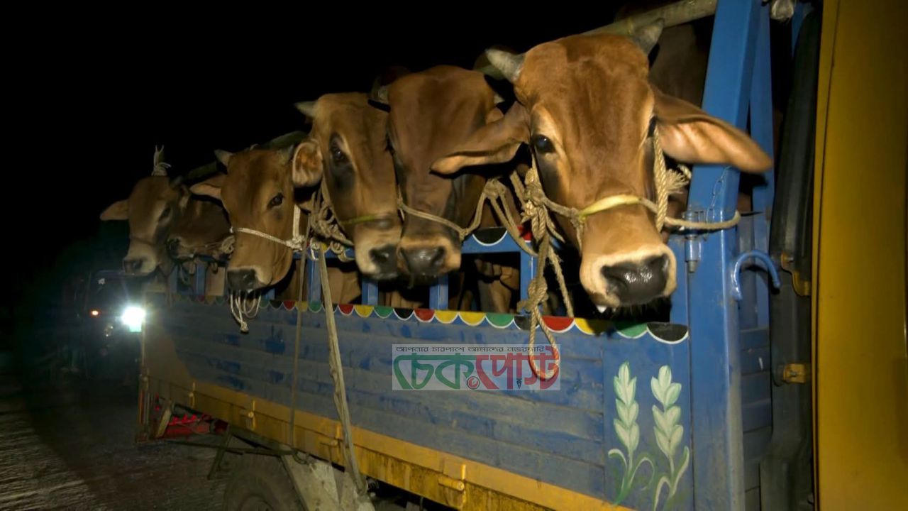 ছাতক-দোয়ারাবাজার সীমান্তে ভারতীয় গরু ঢল, ক্ষতিগ্রস্ত দেশীয় খামারিরা