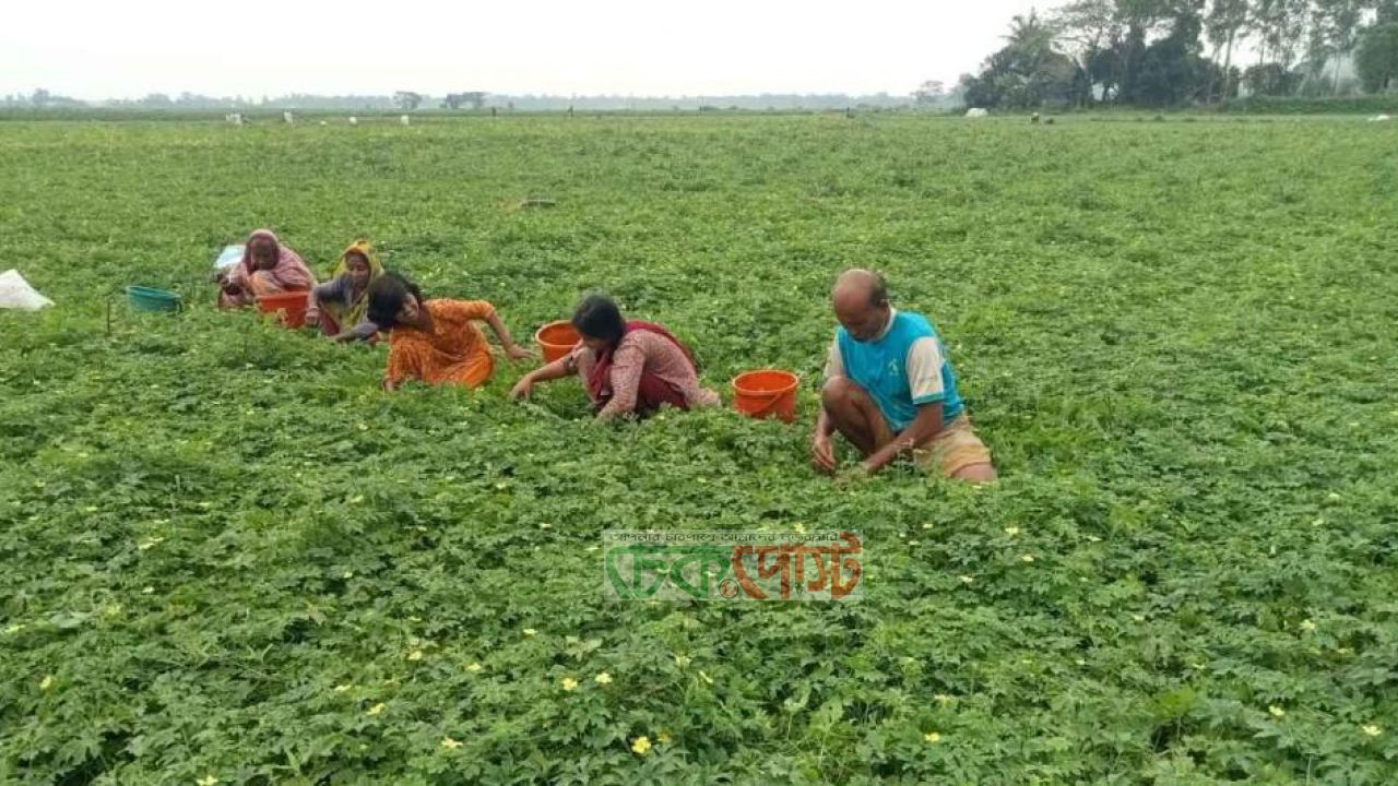 গোপালগঞ্জে ১৫ কোটি টাকার উচ্ছে বিক্রির আশা, বাড়ছে চাষাবাদ