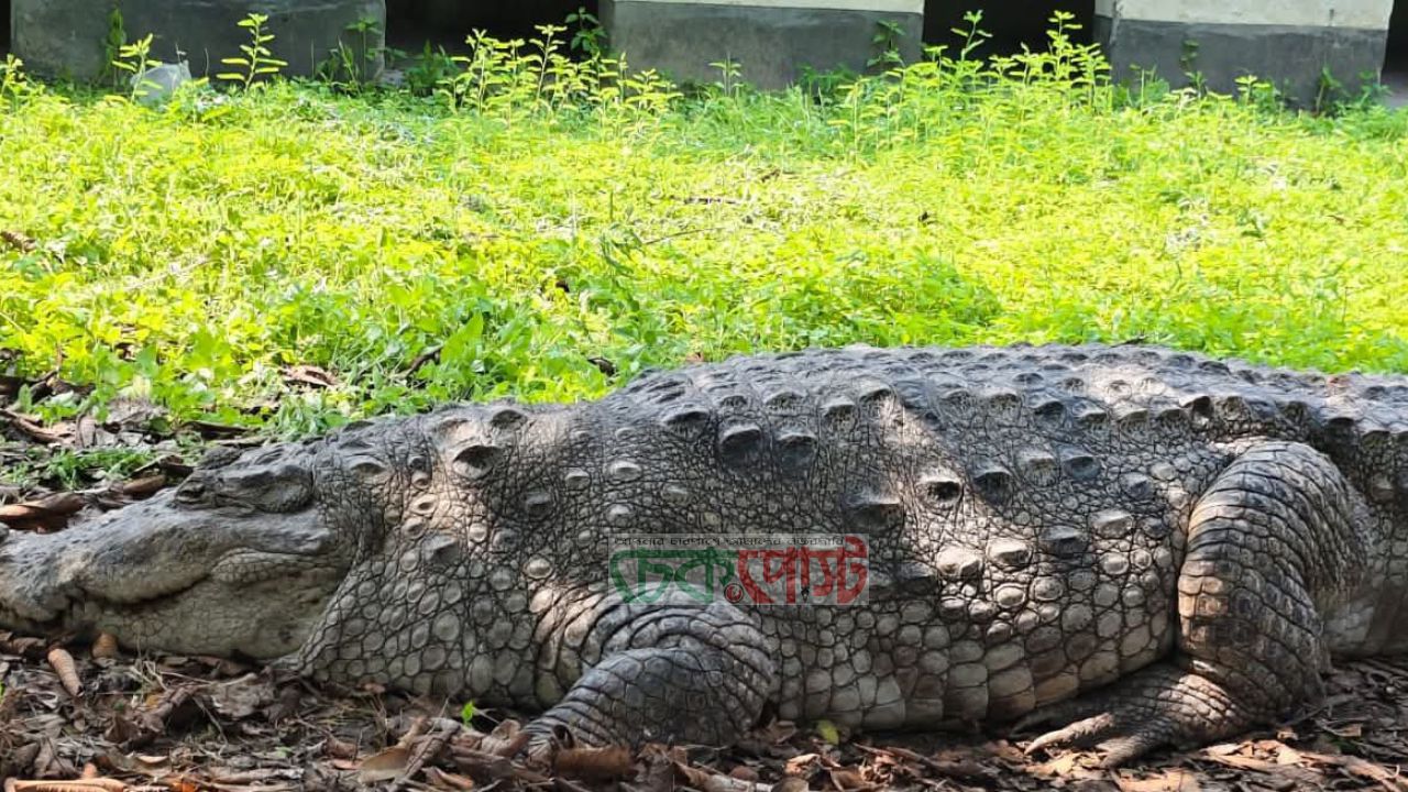 খানজাহান আলী মাজারের কুমির সরিয়ে নেওয়া হলো খুলনায়