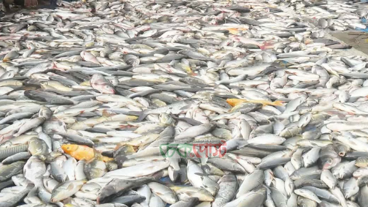 রাজশাহীতে বিষ দিয়ে মাছ হত্যা, ক্ষতি প্রায় ৫০ লাখ টাকা
