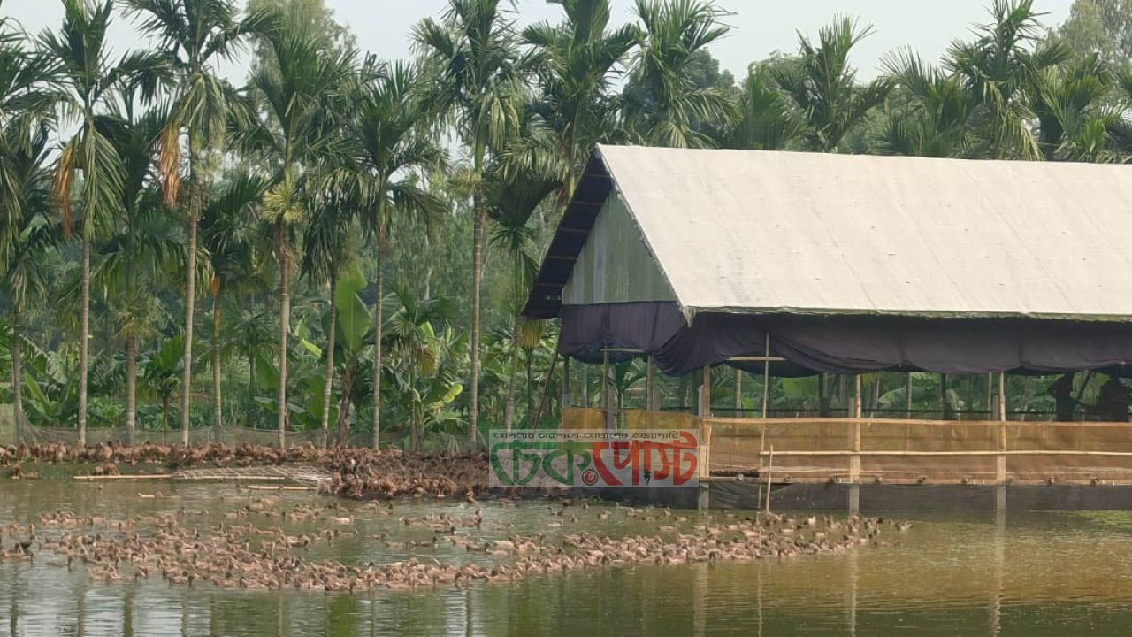 বিলের ওপর ভাসমান হাঁসের খামার, সফলতায় তাক লাগালেন আঙ্গুর আলী
