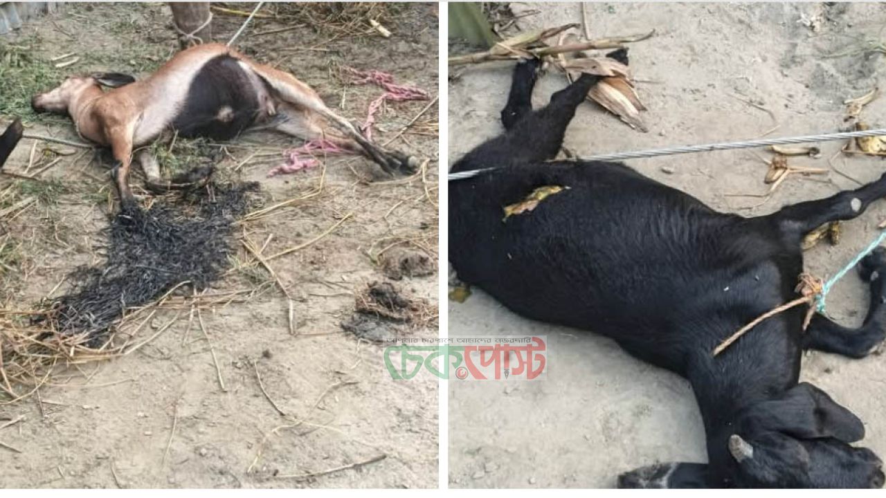 কুড়িগ্রামে বিদ্যুৎস্পৃষ্টে শিশু ও ২ গরু–২ ছাগলের মর্মান্তিক মৃত্যু