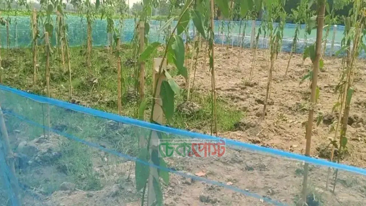 দিনাজপুরে পৈত্রিক সম্পত্তি ও কবরস্থানের জমি নিয়ে দুই ভাইয়ের বিরোধ