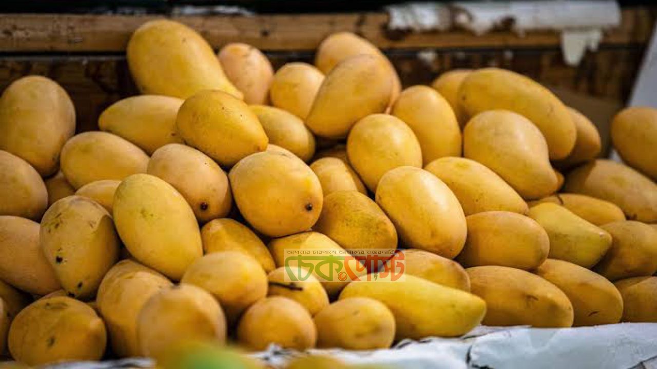 রাজশাহীর আম যাচ্ছে ফ্রান্সে, শুরু হলো রপ্তানির নতুন মৌসুম