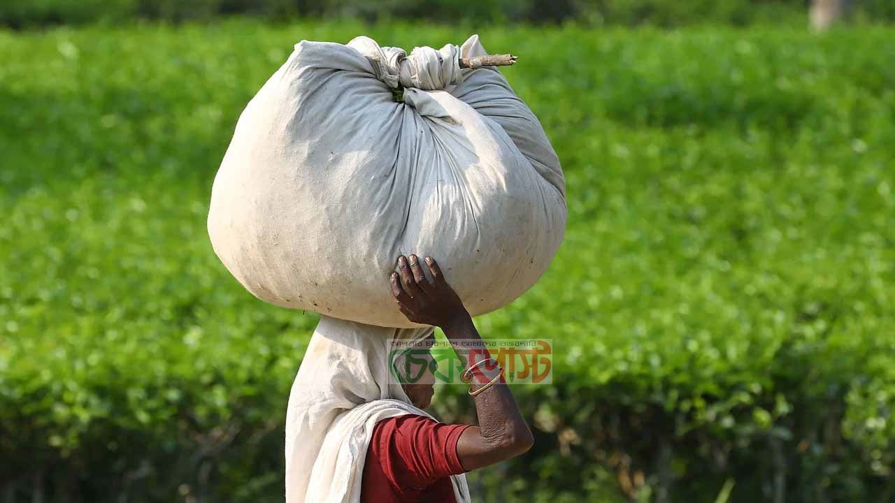 প্রধানমন্ত্রীর সফর ঘিরে মৌলভীবাজারে ৯২ চা বাগান বন্ধ, শ্রমিকদের আগাম মজুরি প্রদান