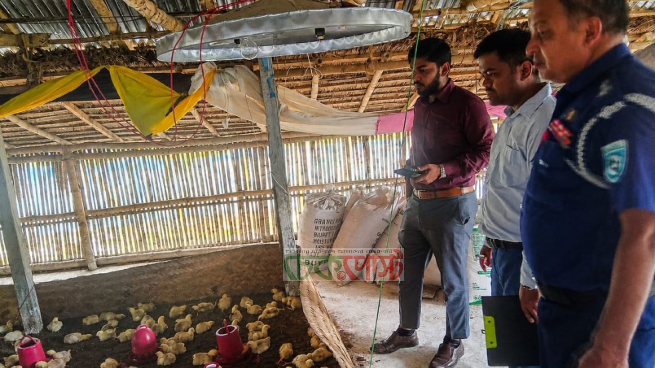 কুড়িগ্রামে অবৈধ পোল্ট্রি ফার্মে অভিযান, জরিমানা ও বন্ধের নির্দেশ