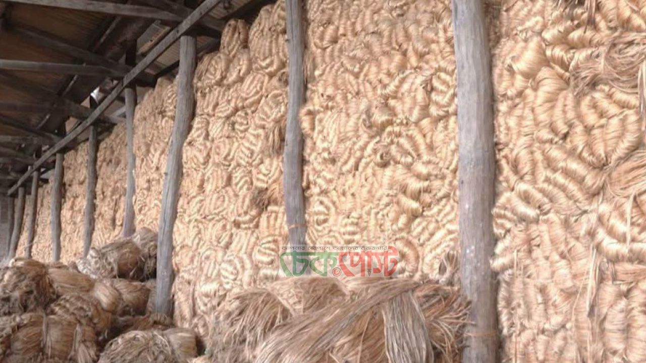 গোডাউনেই পচছে ‘সোনালী আঁশ’, ৯ মাসে ধসে পড়েছে কাঁচাপাট রপ্তানি