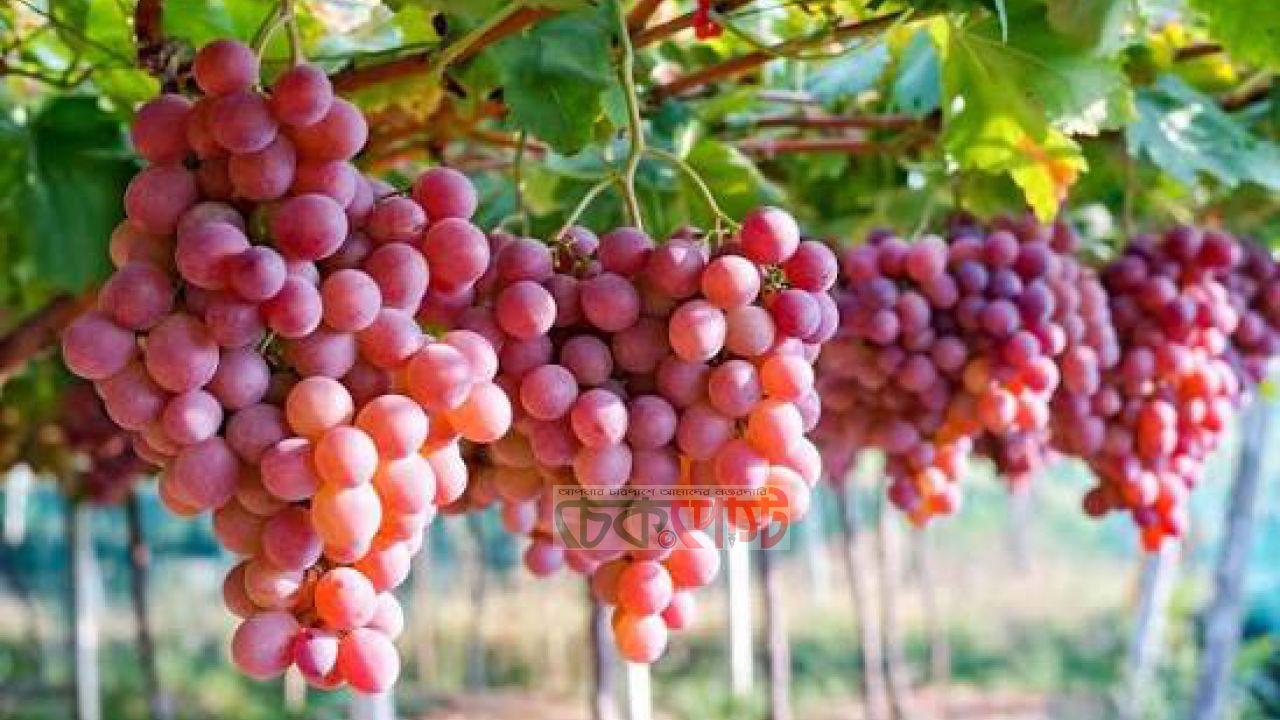 রাজশাহীর আঙুর বাগানে লাখো টাকার সাফল্য, বাড়ছে তরুণ কৃষকের আগ্রহ