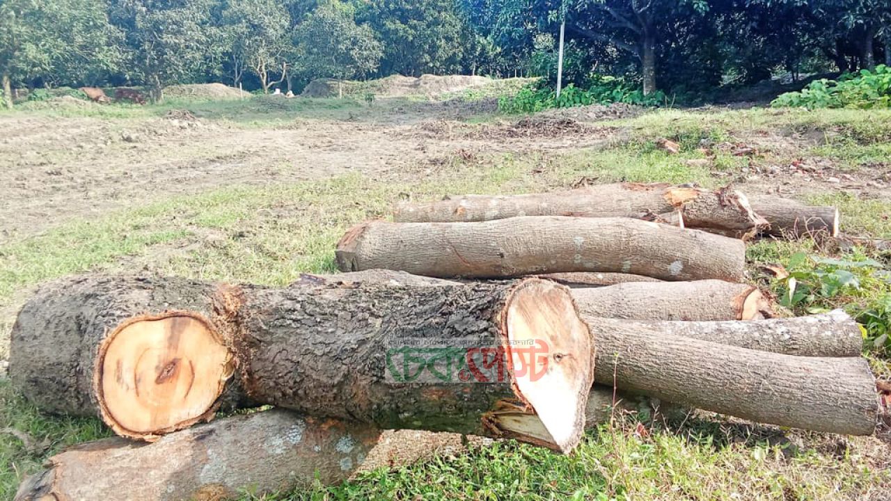 রাজশাহী মেডিকেল বিশ্ববিদ্যালয়ে ৮ হাজার গাছ উধাও!