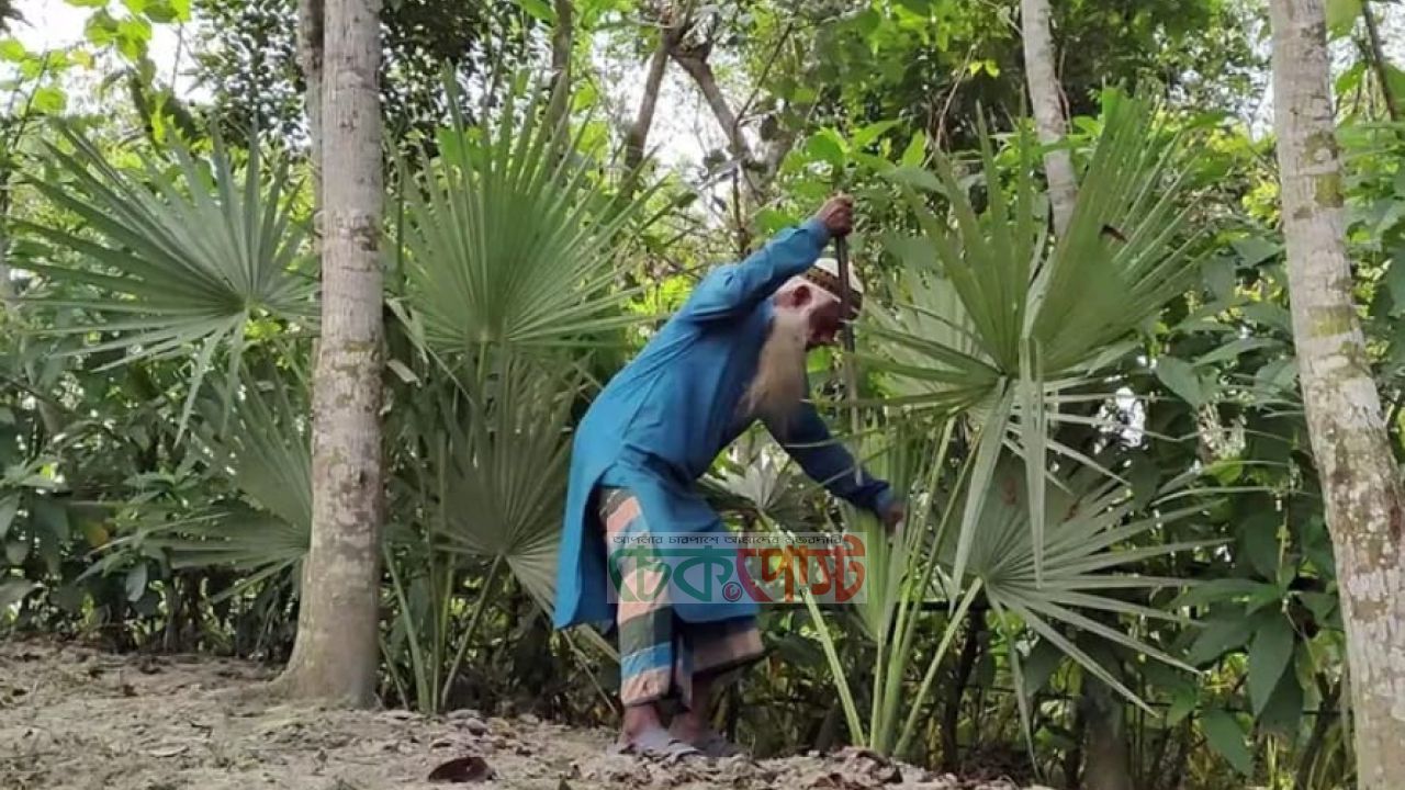 ঠাকুরগাঁওয়ে এক ব্যক্তির হাতে ৫২ হাজার তালগাছ, নজির গড়লেন খোরশেদ আলী